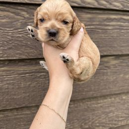 Cocker Spaniel Puppies from MGs Cockers