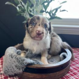 Rotini - White and red merle female Bordoodle puppy in Valley Center, California from Circle R Valley Bordoodls