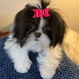 Shih Tzus from Mark's AKC Shih Tzus