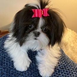 Shih Tzus from Mark's AKC Shih Tzus