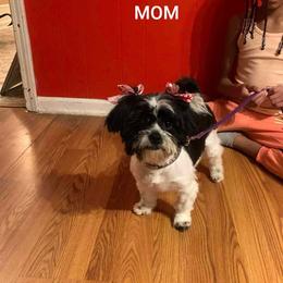 Princess - Shih Tzu