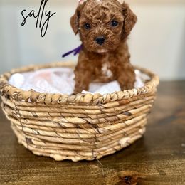 Sally - Red female Cavapoo puppy in Spanish Fork, Utah from Poseydoodle