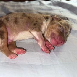 RMM - Red merle male Toy Australian Shepherd puppy in Lindale, Texas from Circle JTS Ranch