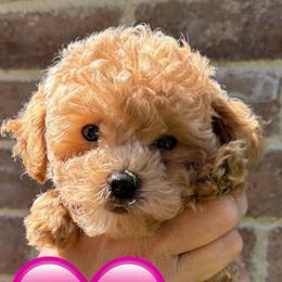 Bella - Apricot female Poodle puppy in Bedford, Texas from S.H.A.R.P.’s Toy Poodles