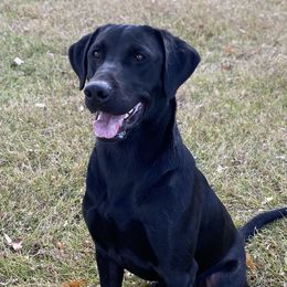 Doc - Labrador Retriever
