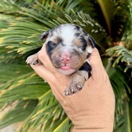 Calypso - Blue merle female Aussiedoodle puppy in Norco, California from DLT MiniAussie