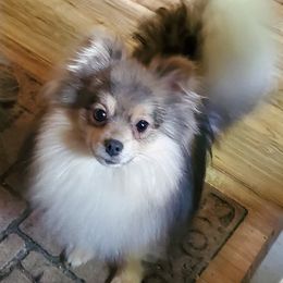 Sterling - Pomeranian