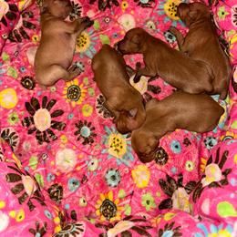 Litter picture - Red male Miniature Pinscher puppy in Aledo, Texas from Hat Trick Miniature Pinschers