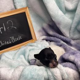 Girl 2 - White and black female Toy Fox Terrier puppy in Briggs, Texas from TAC Team Kennels