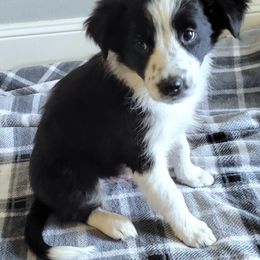 Border Collie Puppies from Little  Foxx Farms