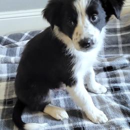 Border Collie Puppies from Little  Foxx Farms