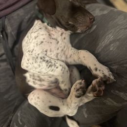 German Shorthaired Pointer and Jack Russell Terrier Puppies from Ivy Creek Kennels