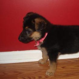 German Shepherd Puppies from EshelmanSchwitz German Shepherd Dogs