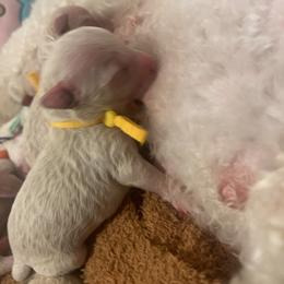 Poodle Puppies from J'Adore Doodles