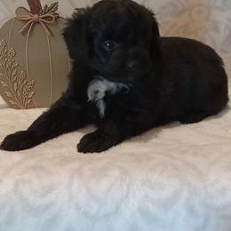 Isaiah - male Aussiedoodle puppy in Milford, Indiana from Olde Heritage K-9