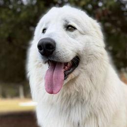 Maremma Sheepdogs from Wildsong Farm