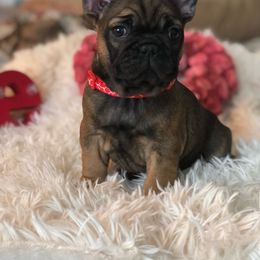 Red collar girl - Fawn French Bulldog puppy in Berea, Kentucky from Bully Life Farms