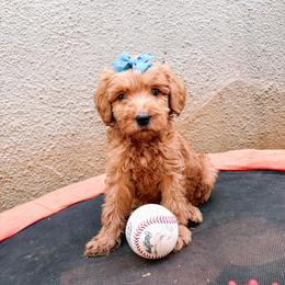 F1B Goldendoodle Coral - Red  female Goldendoodle puppy in Redding, California from Casa Delarosa Collective Poodles & Doodles