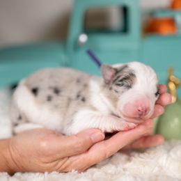 Myst - Blue merle female Border Collie puppy in Conway, Missouri from 2J 2K Border Collies | Maremma Sheepdogs