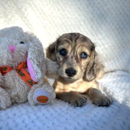 Dachshund Puppies from Breezy Florida Dachshunds