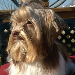 River - Yorkshire Terrier