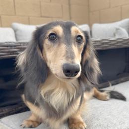Royce - Dachshund