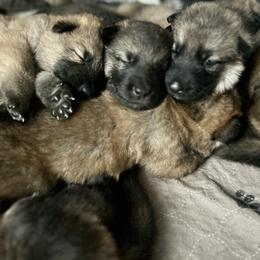 German Shepherd Puppies from Scenic City Shepherds