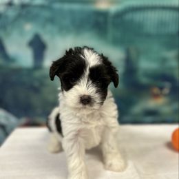Liver Parti Female 2 - Parti female Miniature Schnauzer puppy in Clover, South Carolina from Bobo’s Babies Kennels
