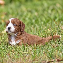 Jackson - Red male Cavapoo puppy in Narvon, Pennsylvania from Stoltzfus Family Puppies (license number 18844)