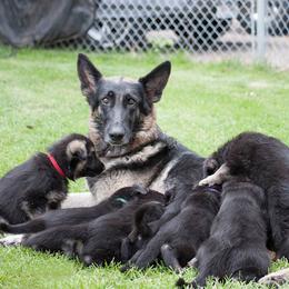 German Shepherd Puppies from Bmeerhuis German Shepherds
