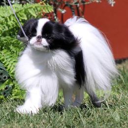 Japanese Chin All Grown Up from KaLor Japanese Chin