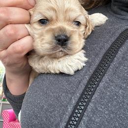 Blue - Buff male Cocker Spaniel puppy in Hayward, California from Villa Coco