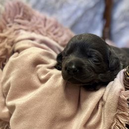 Stella - Black female Labrador Retriever puppy in Sweet Home, Oregon from Knotty Creek Labradors