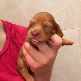 Selena - Red female Dachshund puppy in Southwest Ranches, Florida from Breezy Florida Dachshunds