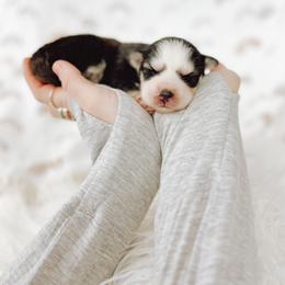 Pomsky Puppies from Lake Point Pomskies