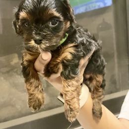 Lime Collar - Black and tan female Yorkipoo puppy in Mansfield, Texas from Eleven:11 Kennels