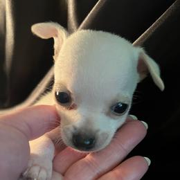 Casper - White male Chihuahua puppy in Framingham, Massachusetts from Boston Chi Chis