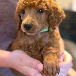 Portia - Red  female Poodle puppy in Dayton, Washington from Country Sundance Poodles