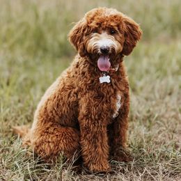 Margo - Goldendoodle