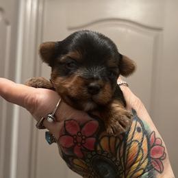 Yorkshire Terrier Puppies from Behrens_Beauties