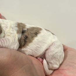 Dutton - Parti Springerdoodle puppy in Collinsville, Oklahoma from Sweet Sunny Sproodles