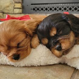 Cavalier King Charles Spaniels from Olga Kozubenko