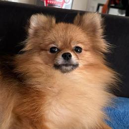 Pomeranians from House of Puppies