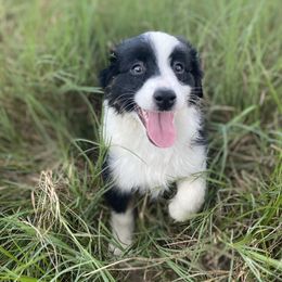 Miniature Australian Shepherd Puppies from Akasta Aussies