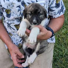 7 - Boy - Brown male Anatolian Pyrenees puppy in Marysville, Ohio from Brotherton Family Farms