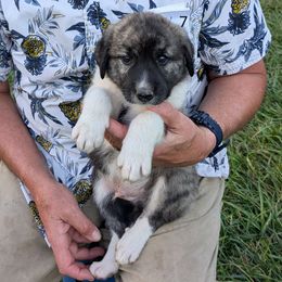 7 - Boy - Brown male Anatolian Pyrenees puppy in Marysville, Ohio from Brotherton Family Farms