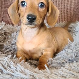 Dachshund Puppies from Ivy Willow Dachshunds