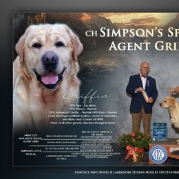 Griffin - Labrador Retriever