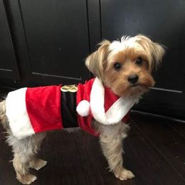 Yorkshire Terrier All Grown Up from Debbie's Yorkies