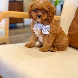 Ollie - Red male Cavapoo puppy in Melissa, Texas from Southern Love Cavapoos & Maltipoos